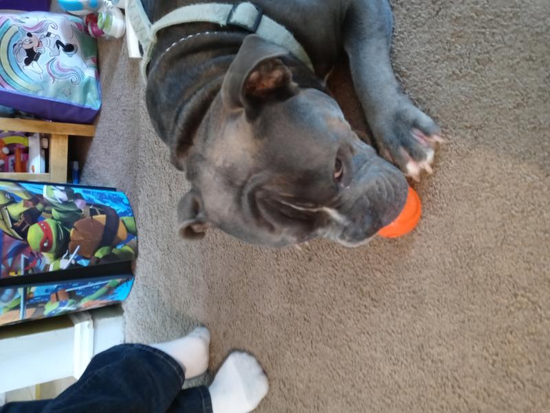 Dukes New Toy