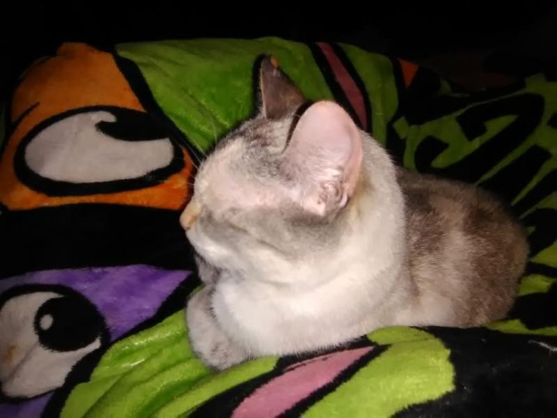 My cat snowy