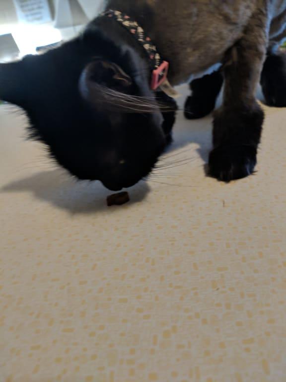 Mila inspecting the treats