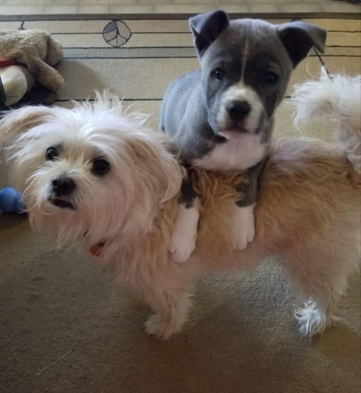 Both have beautiful coats and have stopped scratching!