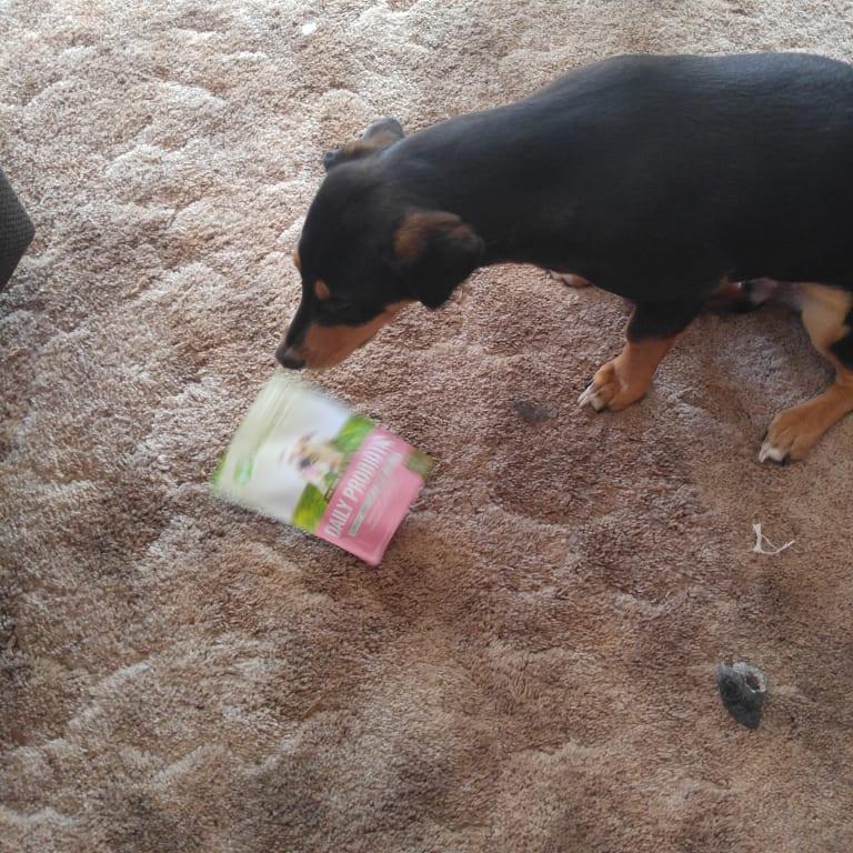 Loki wants another one!