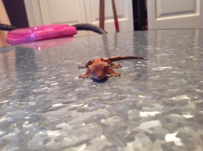 crested gecko petsmart