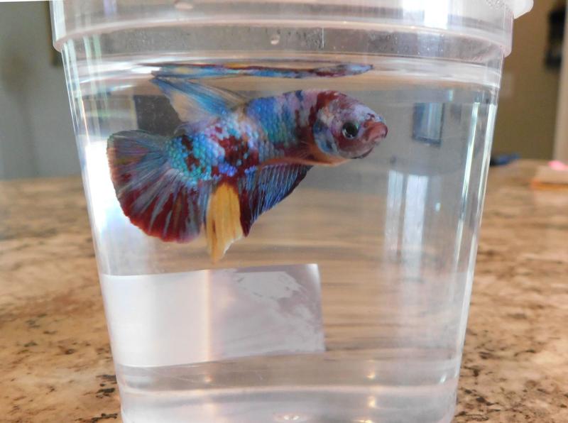 Petsmart koi best sale