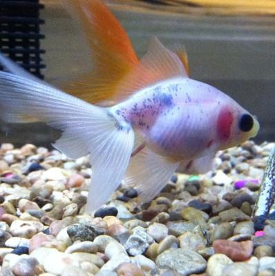 Fantail Goldfish Fish Goldfish Betta More Petsmart