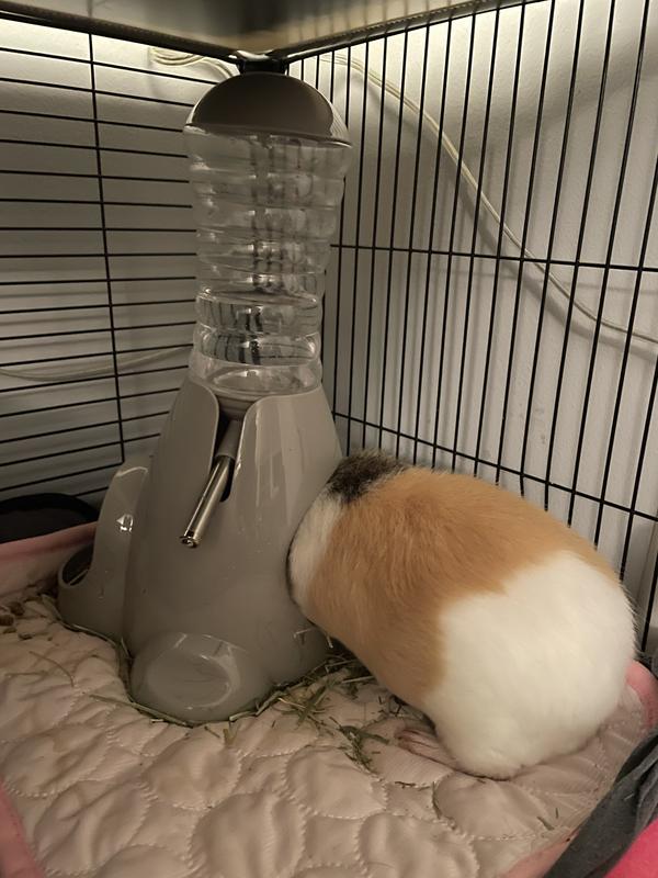Petsmart guinea pig water bottle best sale