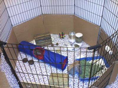 Top paw 2025 exercise pen