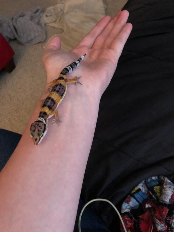 fancy leopard gecko petsmart