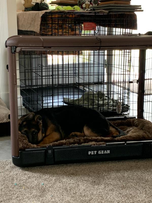 pet gear the other door steel crate pad