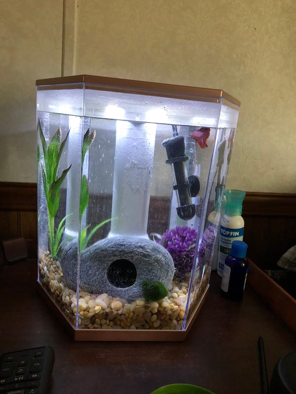 petsmart 3 gallon tank