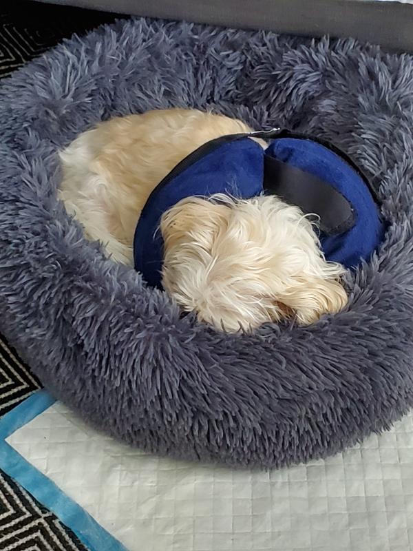 petsmart inflatable e collar