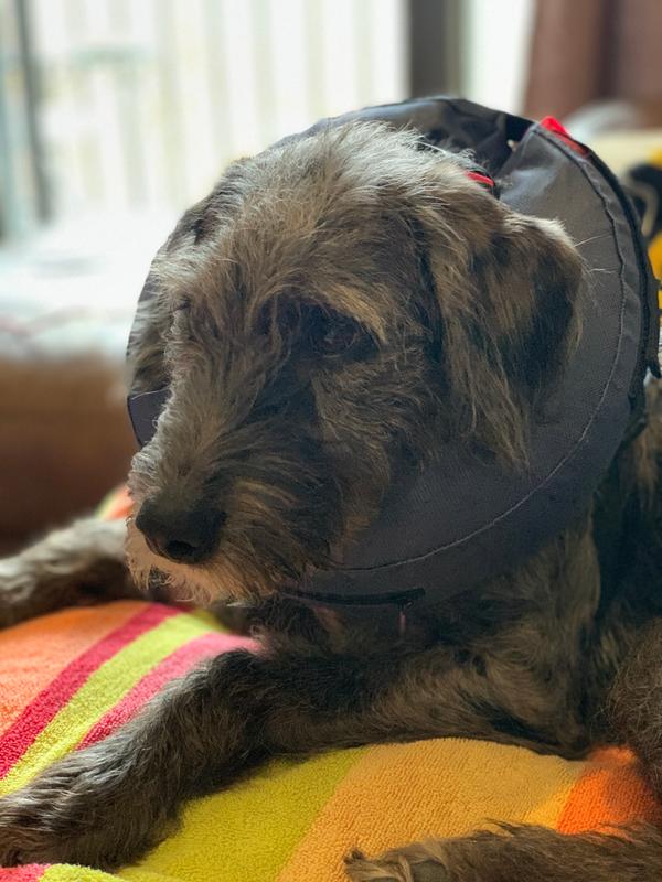 petsmart inflatable dog cone