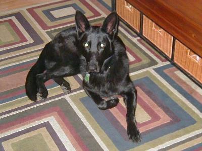 royal canin breed health nutrition german shepherd adult dry dog food petsmart