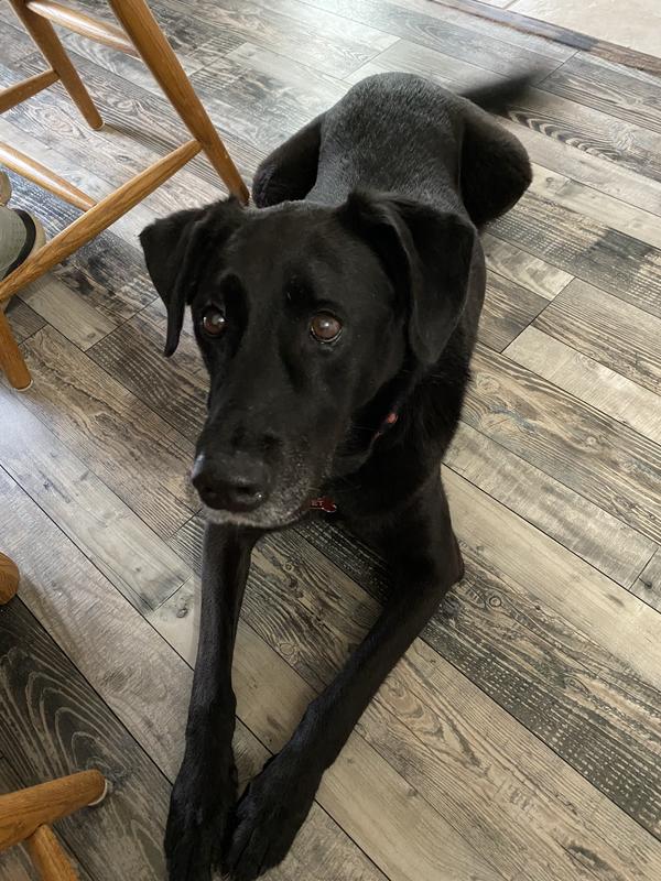 Does Rawhide Dissolve In A Salukis Stomach