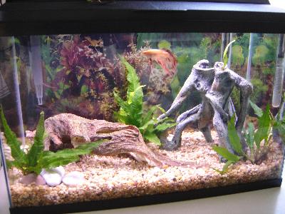 tree root aquarium ornament