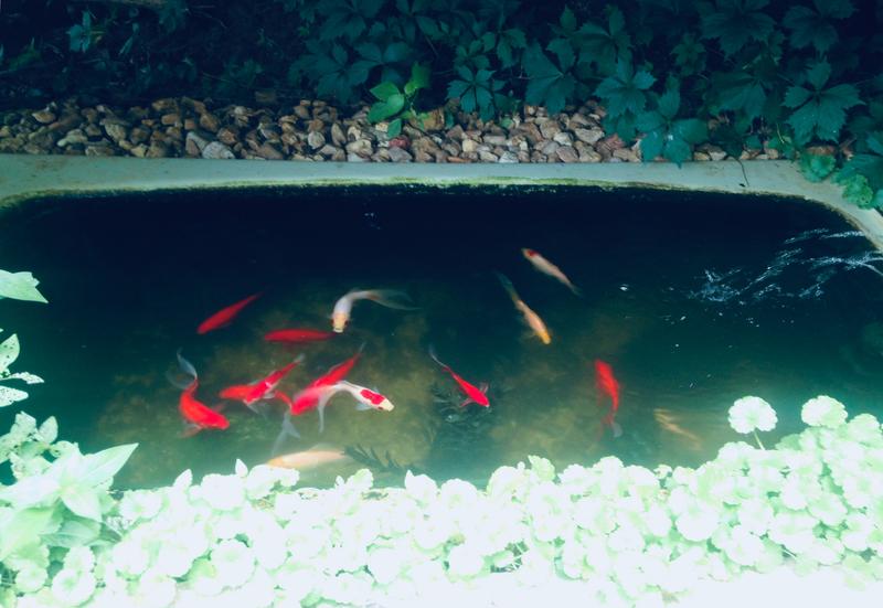 Comet goldfish petsmart hotsell