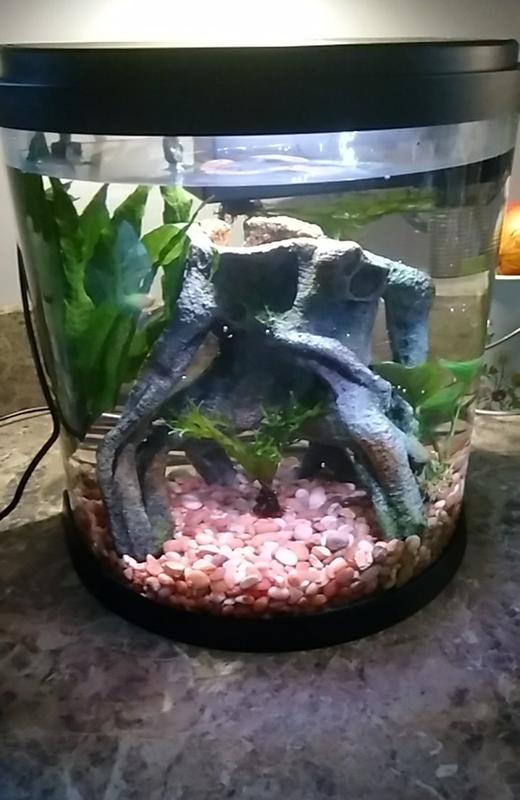 top fin 3.5 gallon enchant aquarium