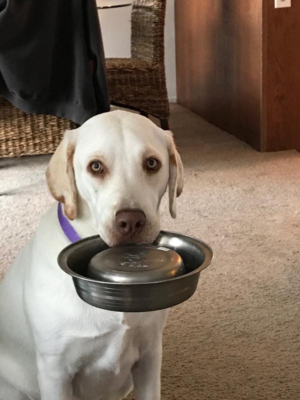 petsmart eukanuba large breed