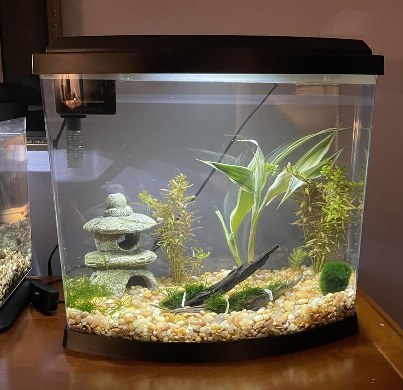 Petsmart betta fish tank sale