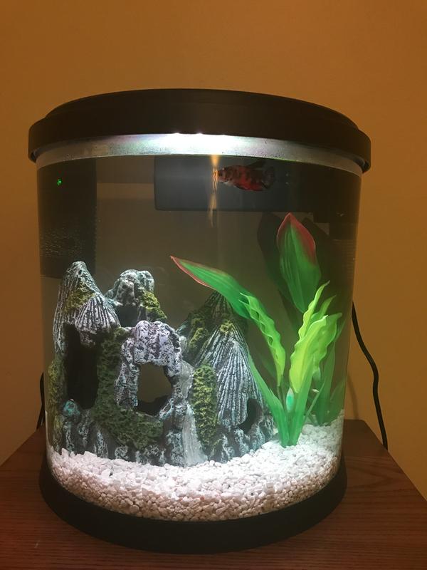 top fin betta tank heater 10 watts