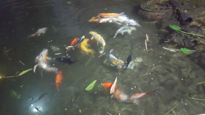 koi fish store near me