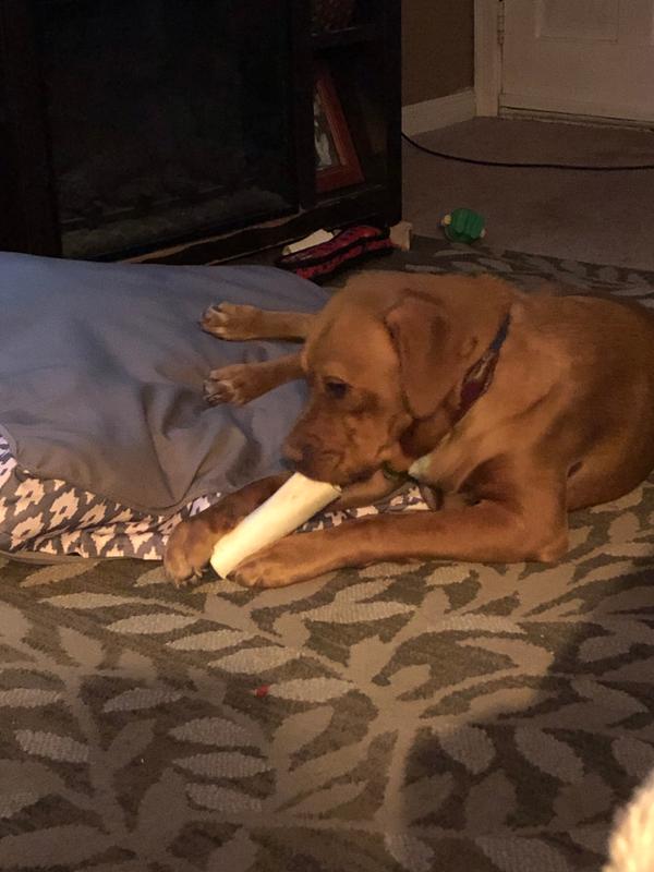 dentley's stuffed bone