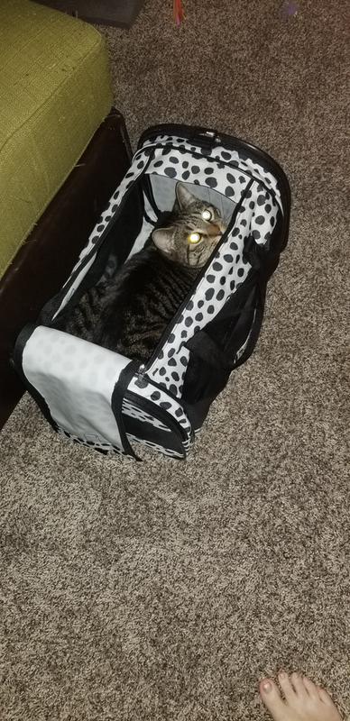 whisker city soft sided cat carrier