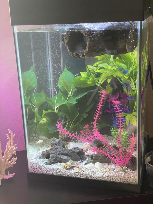 Aqueon led aquarium starter kit column black 15 gallon sale