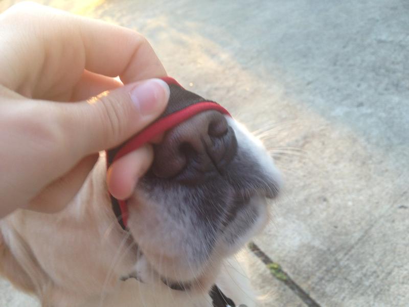 petsmart headcollar