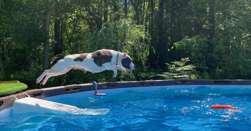 Skamper Ramp Super Water Escape Pet Ramp Dog Ramps Steps Petsmart