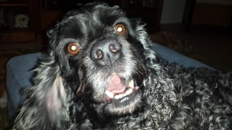 natural balance fat dog petsmart