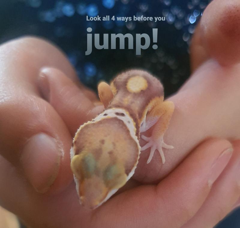 fancy leopard gecko petsmart