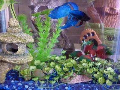 api fungus cure petsmart