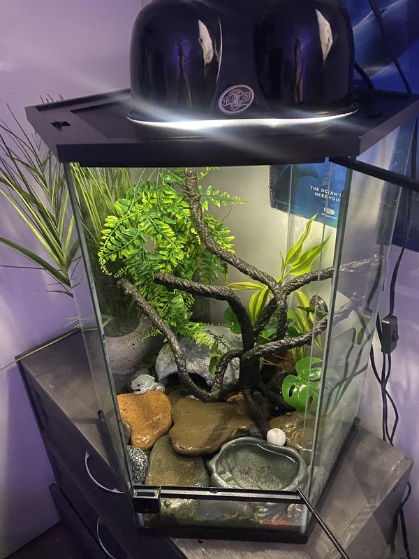 Thrive Vertical Hexagon Tropical Reptile Terrarium 20 Gallon