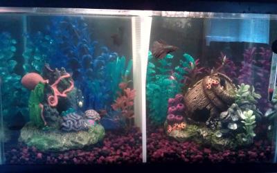 tetra safestart petsmart