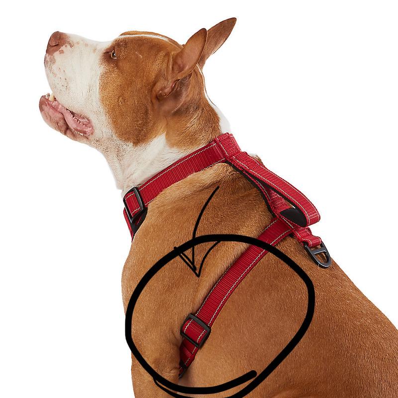 How to Put a Kong Dog Harness on: Effortless Guide
