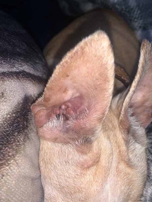dog ear yeast infection treatment petsmart