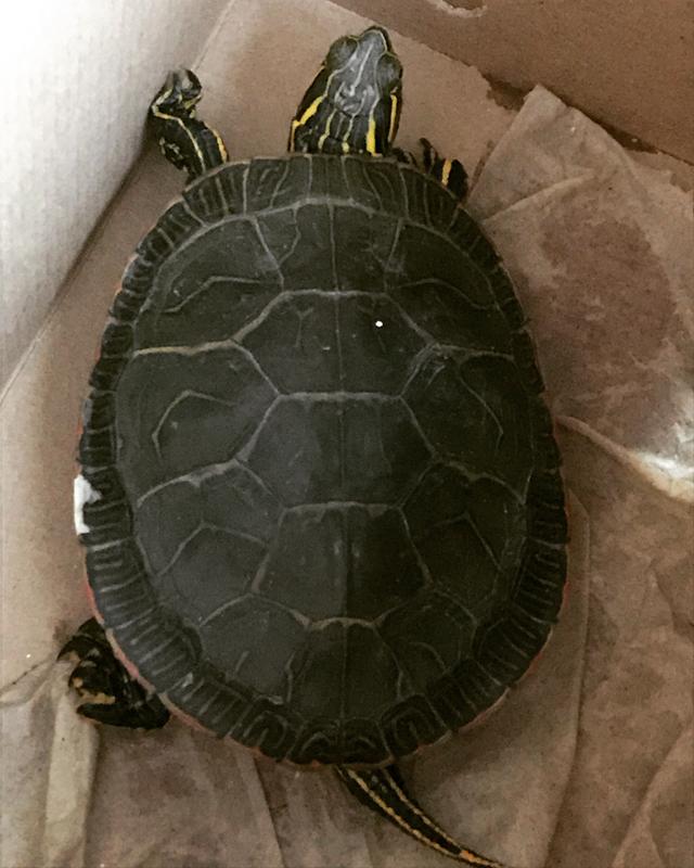 petsmart live turtles