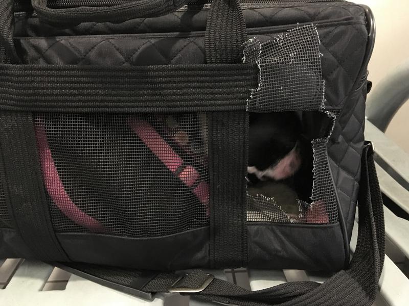 petsmart sherpa carrier