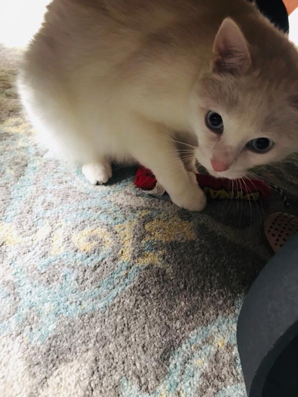 petstages dynamite cat toy