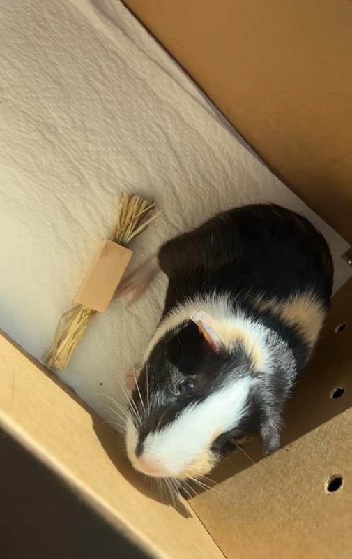 Guinea Pig