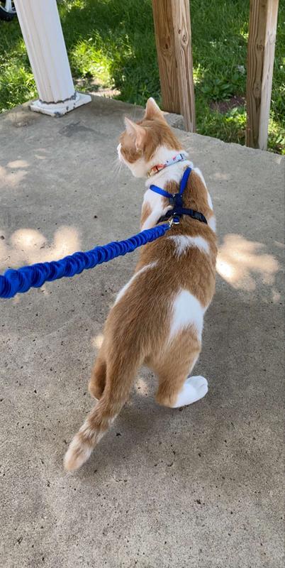 Petsmart come with me kitty harness best sale