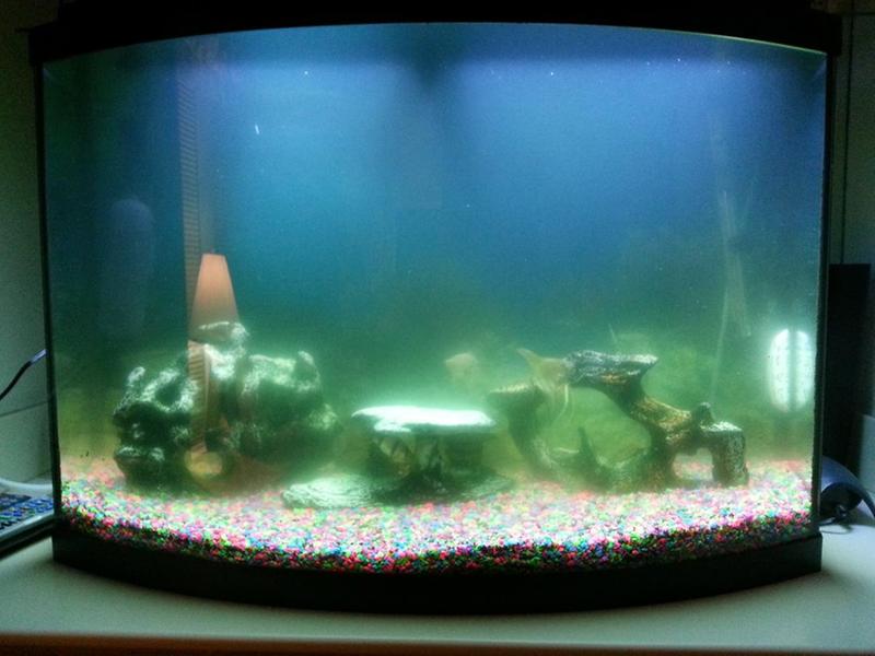 petsmart uv sterilizer