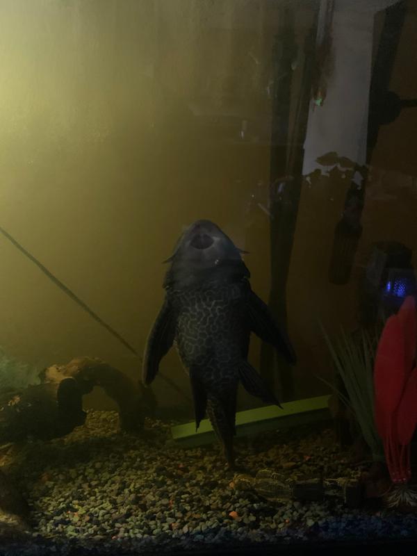 petsmart plecostomus
