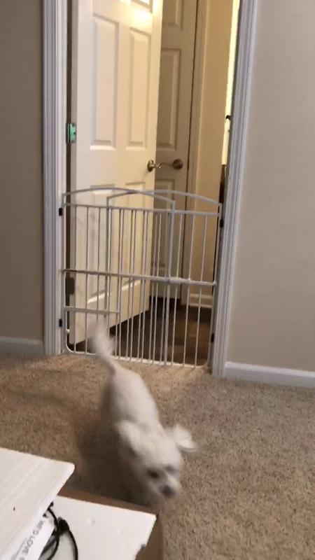 great choice expandable pet gate