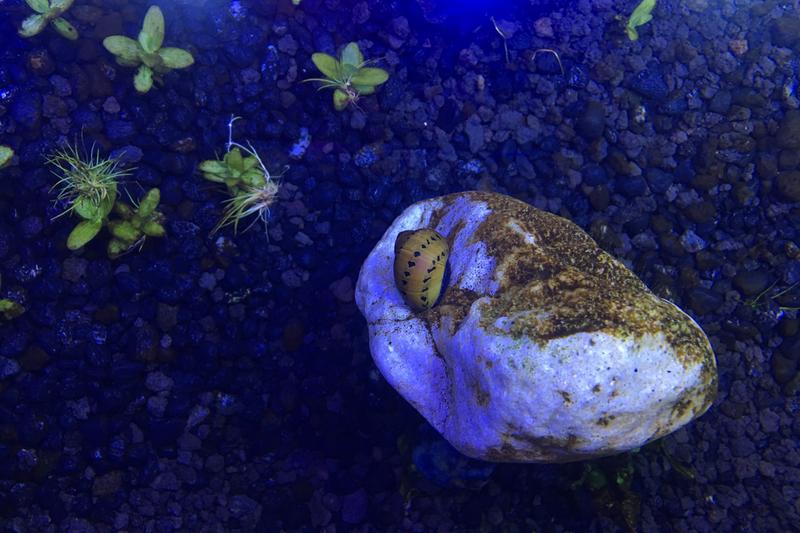 Petsmart Mixed Nerite Snail Fish Goldfish Betta More Petsmart