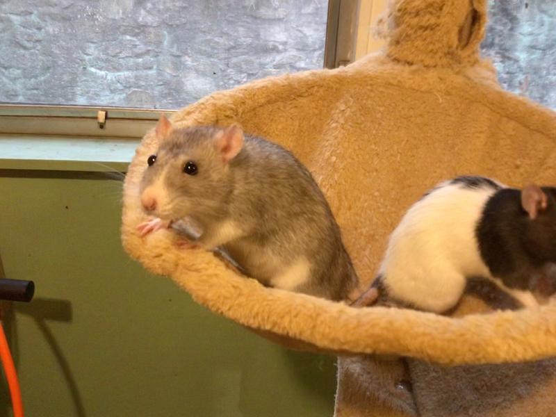 pet stores that sell frozen rats near me