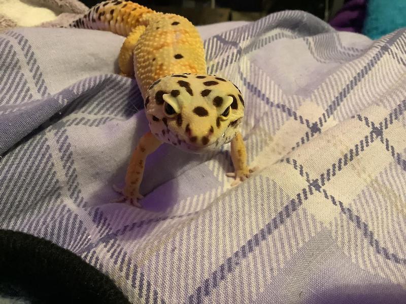 Leopard gecko petsmart best sale