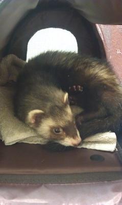 marshall select chicken ferret diet