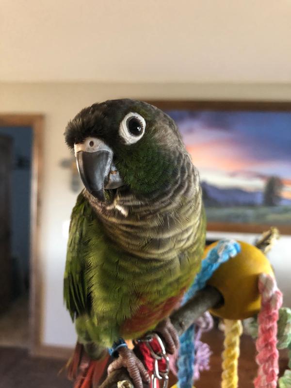 Petsmart Green Cheek Conure For Sale Live Pet Birds Petsmart