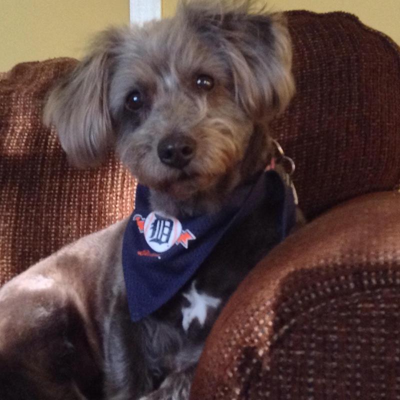 petsmart hot spot spray